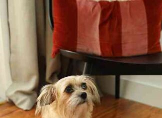 2024 Dog Lover Gift Guide: Top Recommendations for Pet Owners news-05112024-223723