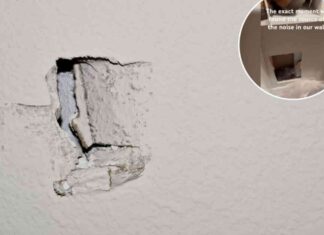 mysterious-noises-behind-wall-in-home-shocking-discovery-uncovered