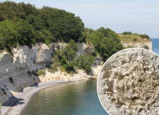 ancient-fossilized-vomit-discovery-in-denmark-66-million-year-old-findings