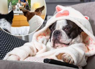 can-dogs-really-watch-tv-nsights-from-a-veterinarian