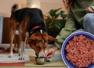 recall-alert-6000-pounds-of-top-dog-food-brand-logs