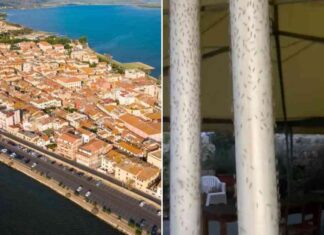 emergency-declaration-sought-for-travel-hot-spot-bug-nfestation