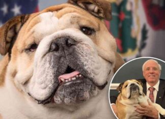 us-senator-jim-justices-bulldog-babydog-spotted-in-official