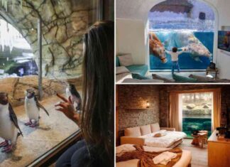 experience-a-unique-wildlife-adventure-at-europes-top-zoo-hotel