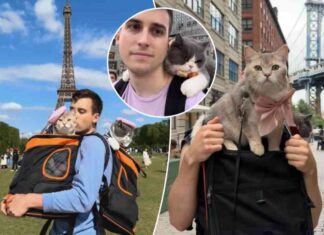 llinois-pet-owner-spends-23000-on-cats-worldwide-adventures
