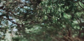 Where Did Fig Leaves Come Into Fashion? Uncover Their Trendy Journey pexels photo 3742691