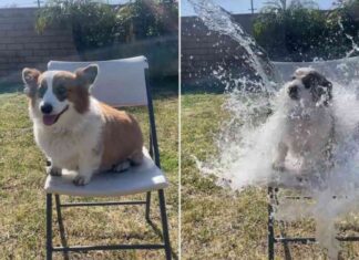 rresponsible-dog-owners-criticized-by-animal-rights-activists-for