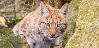 uk-zoo-celebrates-first-successful-lynx-birth-in-captivity