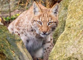 uk-zoo-celebrates-first-successful-lynx-birth-in-captivity
