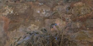 Rye Old Fashioned: Discover the Timeless Twist on Classic Cocktails pexels photo 17131015