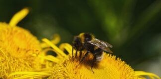 Bee Nails: Discover Stunning Designs That Buzz With Style! pexels photo 32418781