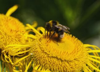 Bee Nails: Discover Stunning Designs That Buzz With Style!