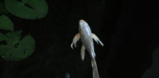 Fish Scale Boots: Discover Why They’re the Ultimate Footwear Choice pexels photo 12243570