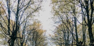 November 18 Zodiac: Discover Your Unique Traits and Secrets pexels photo 3130813