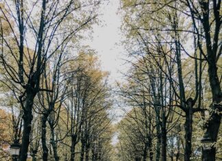 November 18 Zodiac: Discover Your Unique Traits and Secrets