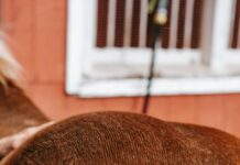 Mane And Tail Shampoo: Discover The Secret To Luscious Hair