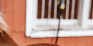 Mane And Tail Shampoo: Discover The Secret To Luscious Hair pexels photo 7883343